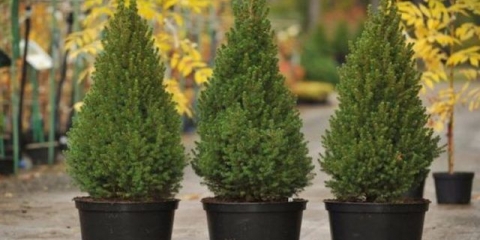 Konik smreka: kako se brinuti kod kuće